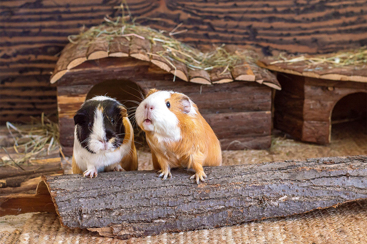 Vereinsausstellung der Kleintierzüchter Schwarzach